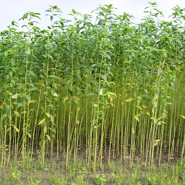 Champ de culture de jute